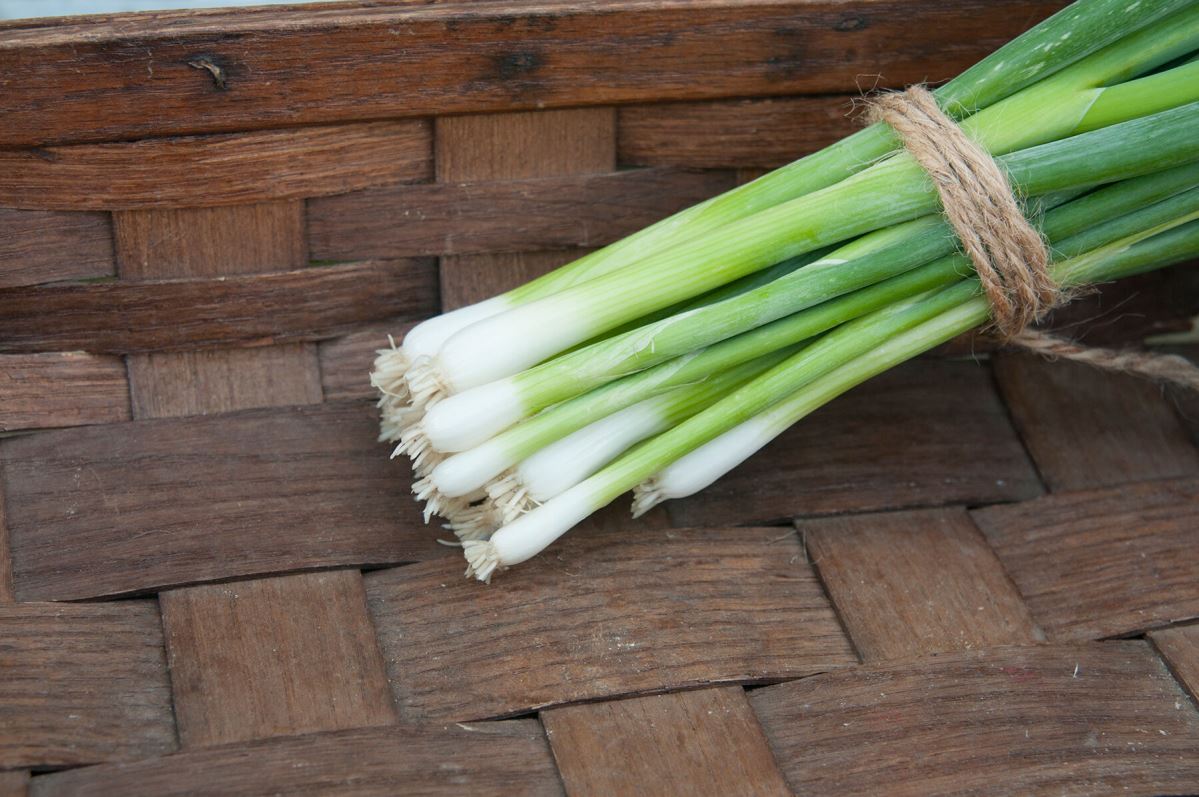 Parade – Organic Onion Seed